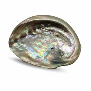 Abalone Schelp (7-9 cm)