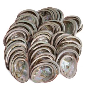 Abalone Schelpen uit Chili - 50 tot 100 mm - Bulkverpakking (pallet) -