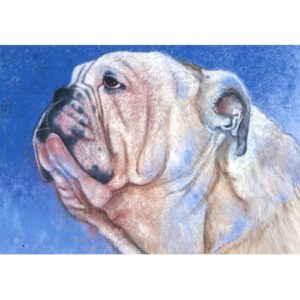 Ansichtkaart Bulldog Loes Botman (Set van 5)