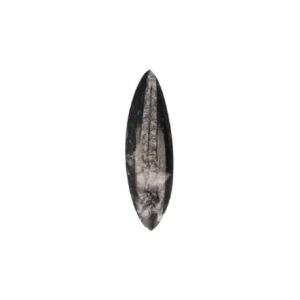 Orthoceras Punt (13 - 16 cm)