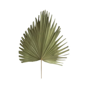 Palmblad Gedroogd Naturel (54 cm)