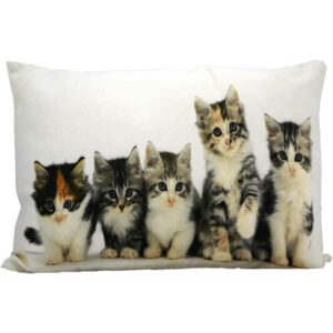 Sierkussen Canvas Kittens (50 x 35 cm)